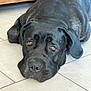 Ulka a rejoint le concours — aidez-le/la à gagner de superbes lots ! dog, black_dog, lying_down, floor, tile_floor, indoor, pet, canine, looking_up, ears, snout, close_up, animal, mammal, resting, fur, brown_eyes, quiet, home, background_furniture