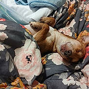 Peanut is registered to the contest to win money with this photo: animal, bed, blanket, brown_dog, comfort, cozy, cute, dog, ears, floral_pattern, fur, indoor, paws, peaceful, pet, relaxed, resting, sleeping, snout, towel