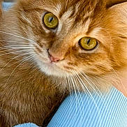 Hollywood is registered to the contest to win money with this photo: animal, blue_sleeve, cat, close_up, companion, cozy, curious, cute, domestic_animal, feline, friendly, fur, ginger_cat, human_arm, indoor, pet, portrait, texture, whiskers, yellow_eyes