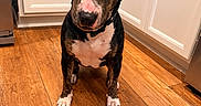 Mona joined the competition — help win amazing prizes! dog, bicycle_helmet, helmet, brindle, black_and_white, pet, animal, portrait, standing, indoors, wooden_floor, kitchen, cabinet, door, collar, white_chest, white_paws, looking_at_camera, funny, photography