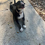 Mona is registered to the contest to win money with this photo: dog, black_and_white, pit_bull, sitting, outdoor, sidewalk, concrete, fallen_leaves, portrait, pet, collar, white_chest, white_paws, short_hair, looking_up, sunlight, shadow, parkway, animal, cute