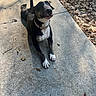 dog, black_and_white, pit_bull, sitting, outdoor, sidewalk, concrete, fallen_leaves, portrait, pet, collar, white_chest, white_paws, short_hair, looking_up, sunlight, shadow, parkway, animal, cute