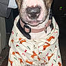 Mona is registered to the contest to win money with this photo: dog, bull_terrier, pet, animal, portrait, standing, clothing, outfit, pajamas, dinosaur_print, collar, leash, ears, nose, eyes, indoor, wood_floor, flash_photography, funny, cute