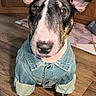 Mona joined the competition — help win amazing prizes! dog, bull_terrier, pet, animal, denim_jacket, clothing, sitting, portrait, close_up, ears, black_and_white, pink_nose, brown_eyes, wooden_floor, indoor, home, furniture, fashion, funny, cute