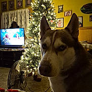 Zeus is registered to the contest to win money with this photo: dog, husky, indoor, christmas_tree, lights, fan, television, blanket, carpet, wall_art, curtains, furniture, pet, portrait, brown, white, blue_eyes, holiday, living_room, decorations