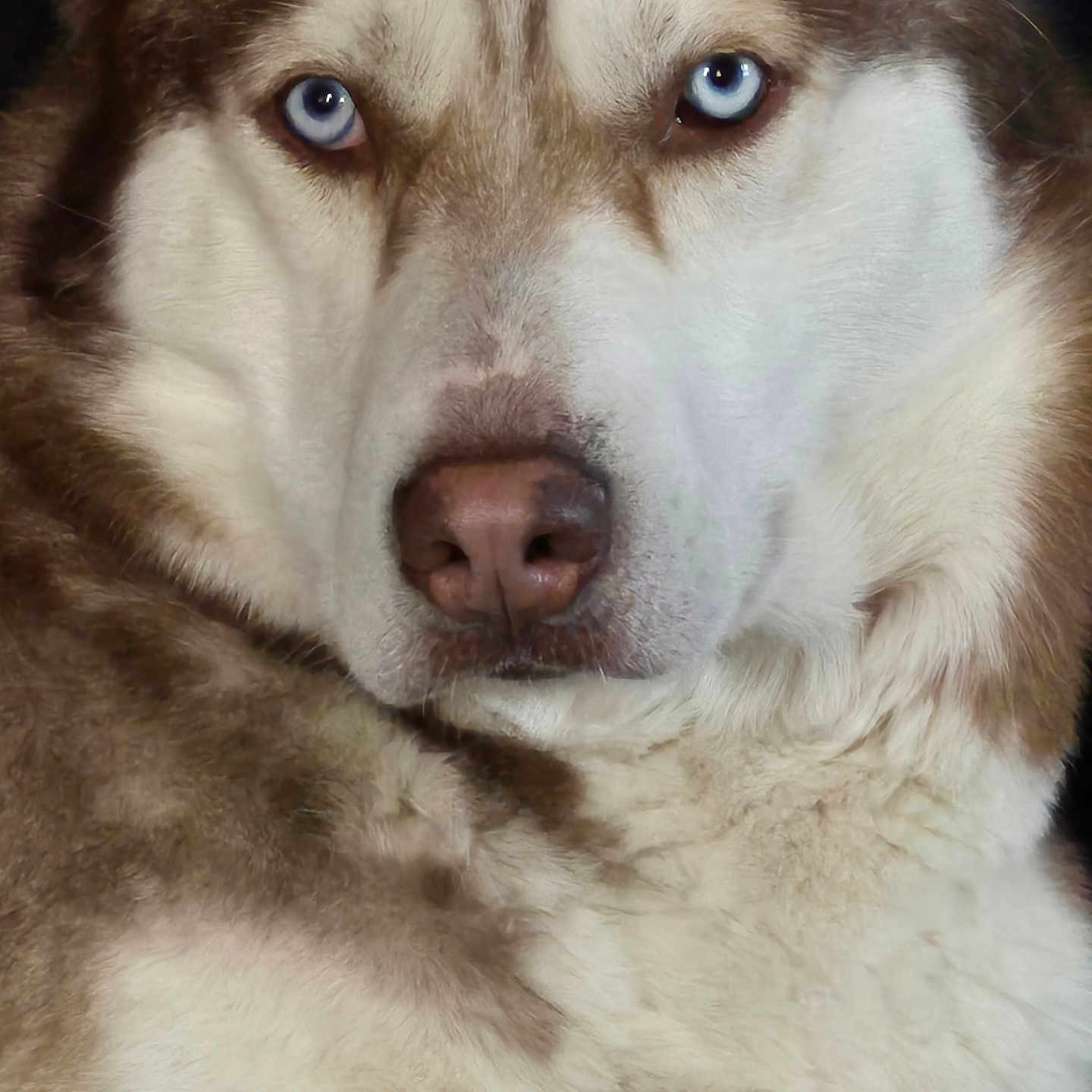 Zeus joined the competition — help win amazing prizes! alert, animal, blue_eyes, canine, close_up, companion, dog, domestic_animal, face, fluffy_coat, fur, husky, muzzle, nature, outdoor, pet, portrait, watchful, whiskers, wild_look