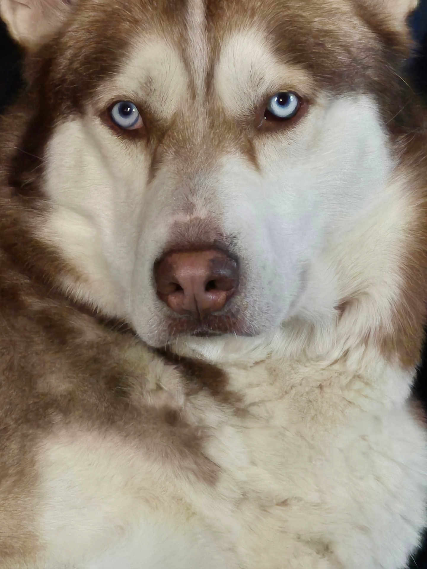 Zeus joined the competition — help win amazing prizes! dog, husky, blue_eyes, close_up, portrait, fluffy_coat, canine, animal, pet, fur, muzzle, face, whiskers, alert, watchful, domestic_animal, outdoor, nature, wild_look, companion