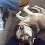 Zeus is registered to the contest to win money with this photo: dog, indoor, carpet, legs, jeans, brown_moccasins, lying_down, pet, cozy, blurred, casual, animal, floor, resting, domestic, furry, canine, relaxed, home, companion