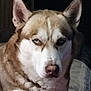 Zeus is registered to the contest to win money with this photo: dog, husky, blue_eyes, close_up, pet, indoor, fur, animal, face, ears, canine, mammal, portrait, looking, expression, domestic_animal, whiskers, snout, nose, quiet