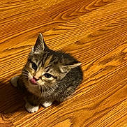 Xen is registered to the contest to win money with this photo: kitten, cat, pet, animal, cute, fur, whiskers, paws, wooden_floor, indoor, small, young, tabby, adorable, playful, domestic, feline, sitting, looking_up, tongue_out