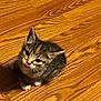 kitten, cat, pet, animal, cute, fur, whiskers, paws, wooden_floor, indoor, small, young, tabby, adorable, playful, domestic, feline, sitting, looking_up, tongue_out