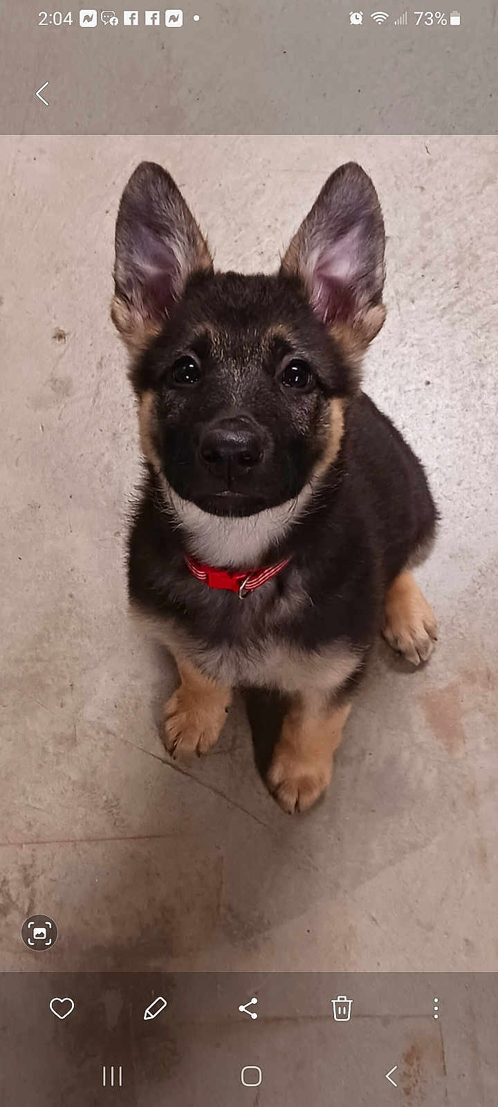 Oakley joined the competition — help win amazing prizes! puppy, dog, german_shepherd, pet, collar, ears, cute, animal, sitting, looking_up, fur, young, indoor, concrete_floor, canine, adorable, companion, mammal, portrait, friendly