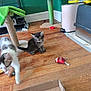 kitten, cat, pets, toy, floor, cardboard_box, cat_tree, indoor, playful, feline, wooden_floor, pet_toys, green_wall, pet_care, young_cat, animal, cute, domestic_cat, furry, home