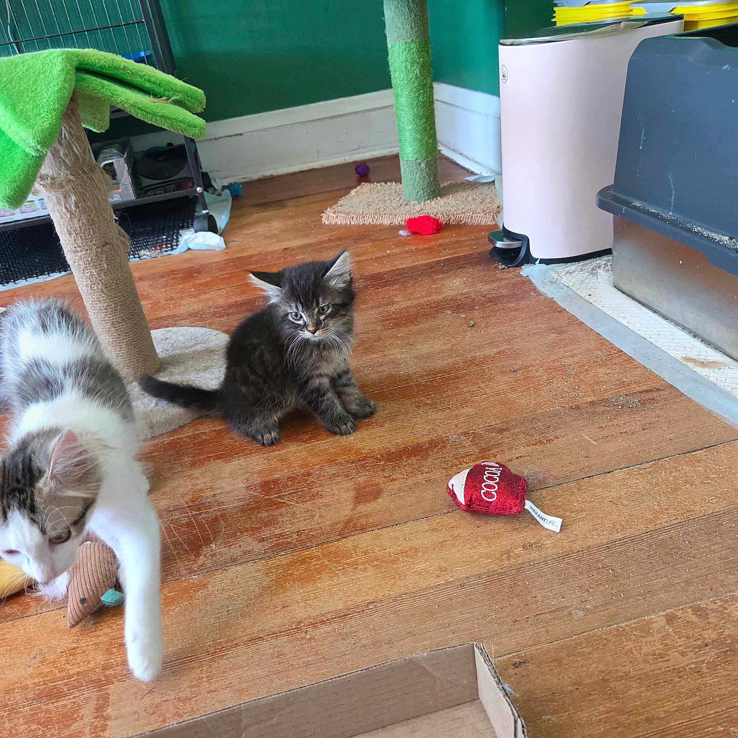 Storm joined the competition — help win amazing prizes! animal, cardboard_box, cat, cat_tree, cute, domestic_cat, feline, floor, furry, green_wall, home, indoor, kitten, pet_care, pet_toys, pets, playful, toy, wooden_floor, young_cat