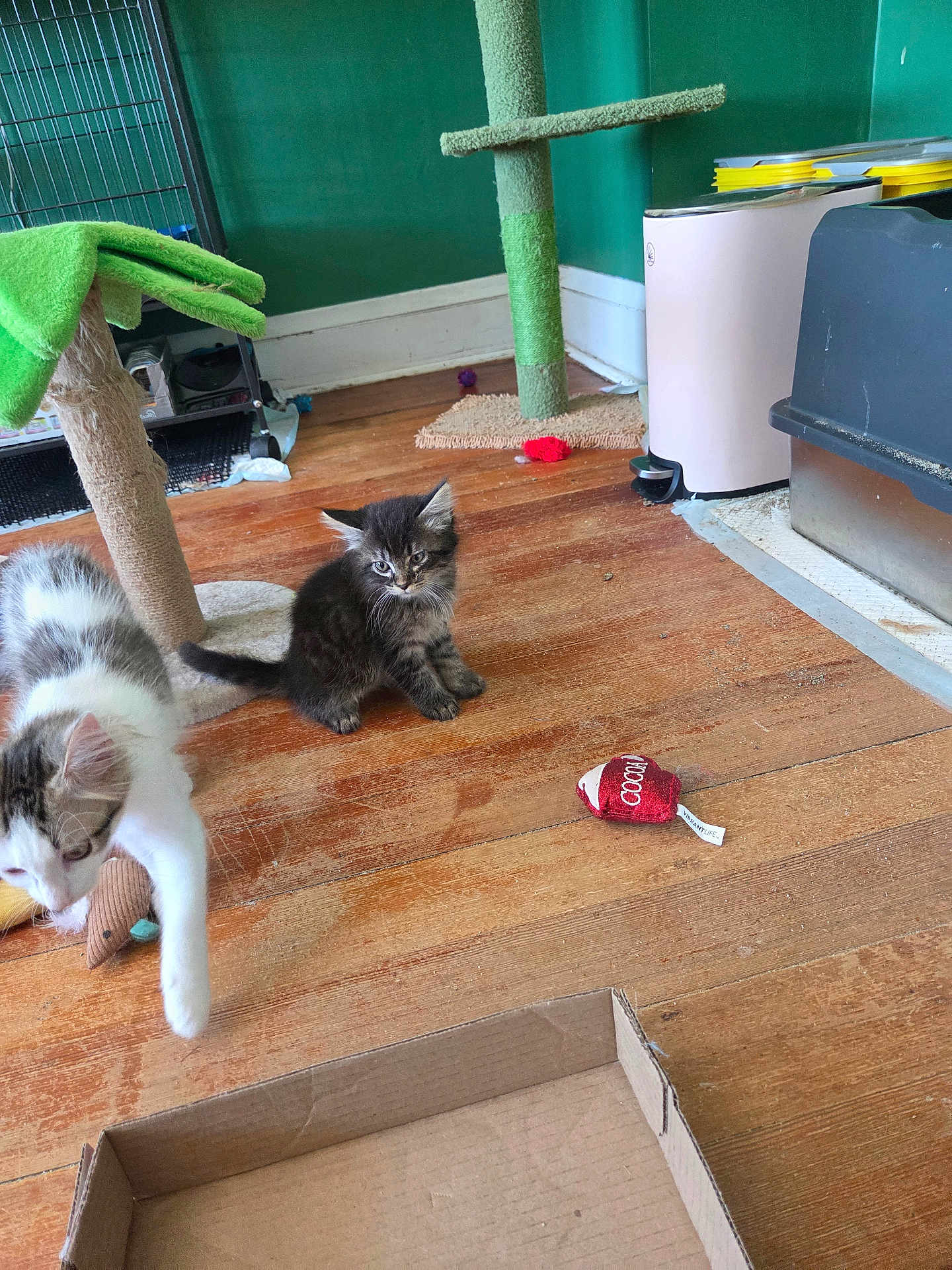 Storm joined the competition — help win amazing prizes! kitten, cat, pets, toy, floor, cardboard_box, cat_tree, indoor, playful, feline, wooden_floor, pet_toys, green_wall, pet_care, young_cat, animal, cute, domestic_cat, furry, home