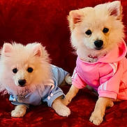 Billy Millie is registered to the contest to win money with this photo: puppy, dog, cute, fluffy, white_dog, hoodie, clothing, pastel_colors, pink_hoodie, blue_hoodie, red_background, pet, animal, friendship, sitting, lying_down, indoor, soft_texture, adorable, portrait