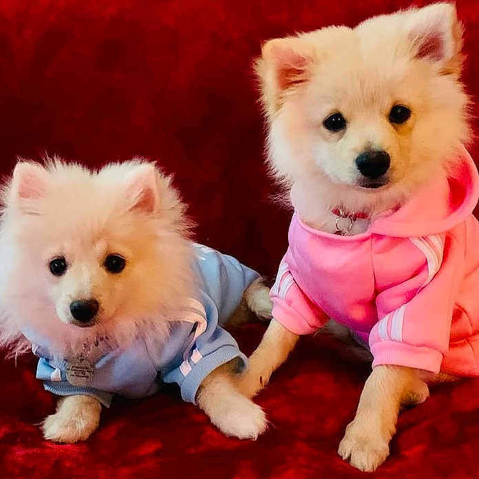 Billy Millie is registered to the contest to win money with this photo: adorable, animal, blue_hoodie, clothing, cute, dog, fluffy, friendship, hoodie, indoor, lying_down, pastel_colors, pet, pink_hoodie, portrait, puppy, red_background, sitting, soft_texture, white_dog