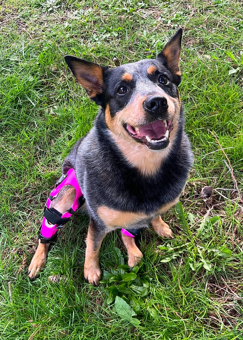 Tacoda is registered to the contest to win money with this photo: adventure, australian_cattle_dog, canidae, carnivore, collar, companion_dog, dog, dog_breed, grass, guard_dog, herding_dog, hunting_dog, paw, plant, snout, sporting_group, working_animal, working_dog