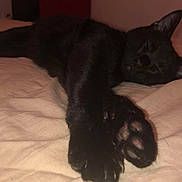 Daemon participe au concours pour gagner de l'argent avec cette photo : bed, black, black_cat, canidae, carnivore, cat, dog_breed, ear, fawn, felidae, fur, kitten, small_to_medium_sized_cats, tail, whiskers