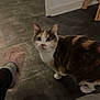 Minette participe au concours pour gagner de l'argent avec cette photo : cat, calico, indoor, floor, slipper, sock, footwear, curious, animal, pet, domestic, furniture, chair, wall, home, cozy, looking, wide_eyes, tile_floor, shadow