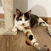Minette participe au concours pour gagner de l'argent avec cette photo : cat, calico_cat, pet, playing, toy, feather, scratching_post, wooden_floor, indoor, fur, paw, animal, cute, relaxed, home, curious, mammal, whiskers, attention, feline