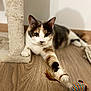 cat, calico_cat, pet, playing, toy, feather, scratching_post, wooden_floor, indoor, fur, paw, animal, cute, relaxed, home, curious, mammal, whiskers, attention, feline