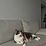 cat, calico_cat, couch, indoor, pet, resting, feline, fur, domestic_animal, relaxing, living_room, home, animal, sleeping, cozy, soft_light, neutral_colors, quiet, comfortable, household