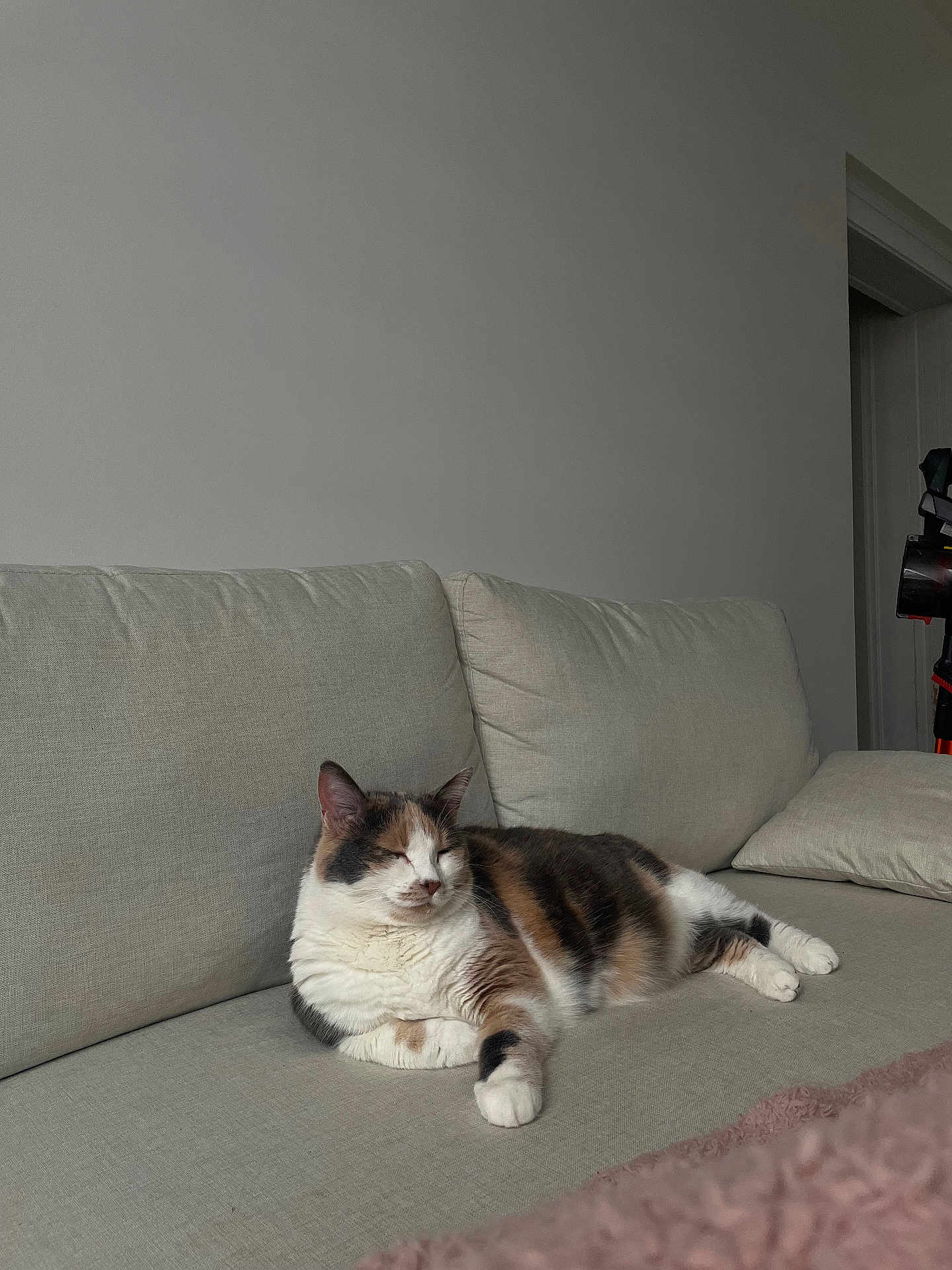 Minette a rejoint le concours — aidez-le/la à gagner de superbes lots ! cat, calico_cat, couch, indoor, pet, resting, feline, fur, domestic_animal, relaxing, living_room, home, animal, sleeping, cozy, soft_light, neutral_colors, quiet, comfortable, household