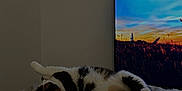 Minette participe au concours pour gagner de l'argent avec cette photo : cat, fluffy_blanket, bedroom, television, sunset, indoor, relaxation, sleeping, stretching, cozy, feline, domestic_animal, home, comfort, soft_texture, resting, animal, living_room, quiet, warm_light
