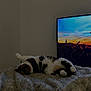 cat, fluffy_blanket, bedroom, television, sunset, indoor, relaxation, sleeping, stretching, cozy, feline, domestic_animal, home, comfort, soft_texture, resting, animal, living_room, quiet, warm_light