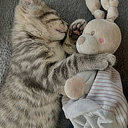 Milo participe au concours pour gagner de l'argent avec cette photo : kitten, cat, sleeping, plush_toy, stuffed_animal, gray_blanket, cute, tabby, fur, paw, cozy, resting, soft, indoors, animal, pet, adorable, snuggle, comfort, relaxation