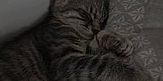 Milo participe au concours pour gagner de l'argent avec cette photo : cat, kitten, sleeping, tabby, paw, pillow, pattern, cozy, indoor, resting, feline, pet, cute, animal, fur, whiskers, soft, relaxed, bed, domestic