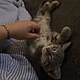 Milo a rejoint le concours — aidez-le/la à gagner de superbes lots ! kitten, cat, sleeping, pet, hand, striped_clothing, relaxing, indoor, fur, paw, person, lying_down, cozy, resting, domestic_animal, cute, animal, soft_texture, companion, calm