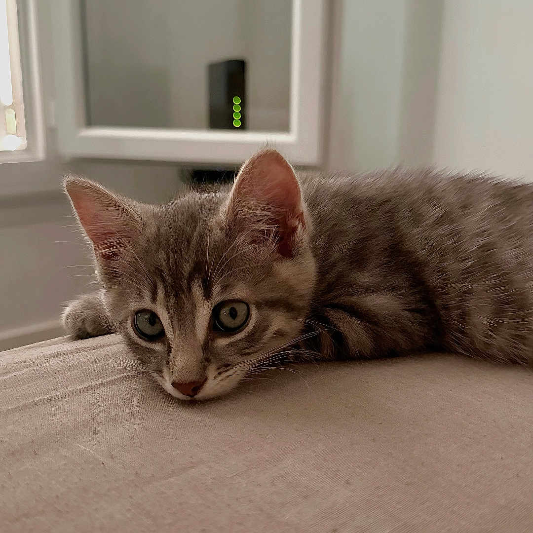 Milo a rejoint le concours — aidez-le/la à gagner de superbes lots ! animal, cat, close_up, curious, cute, domestic_cat, ears, eyes, feline, fur, gray_tabby, indoor, kitten, lying_down, minimalist, pet, resting, soft_light, whiskers, young