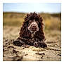 animal, canine, cockerspaniel, dog, grass, nature, outdoors, papillon, pet, plant, pointer, puppy, sand, soil