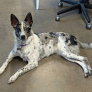 Suki joined the competition — help win amazing prizes! dog, canine, blue_merle, spotted_coat, lying_down, collar, dog_tag, attentive, ears_up, indoor, concrete_floor, office_chair, caster_wheels, paw, tail, mixed_breed, pet, companion, looking_at_camera, portrait