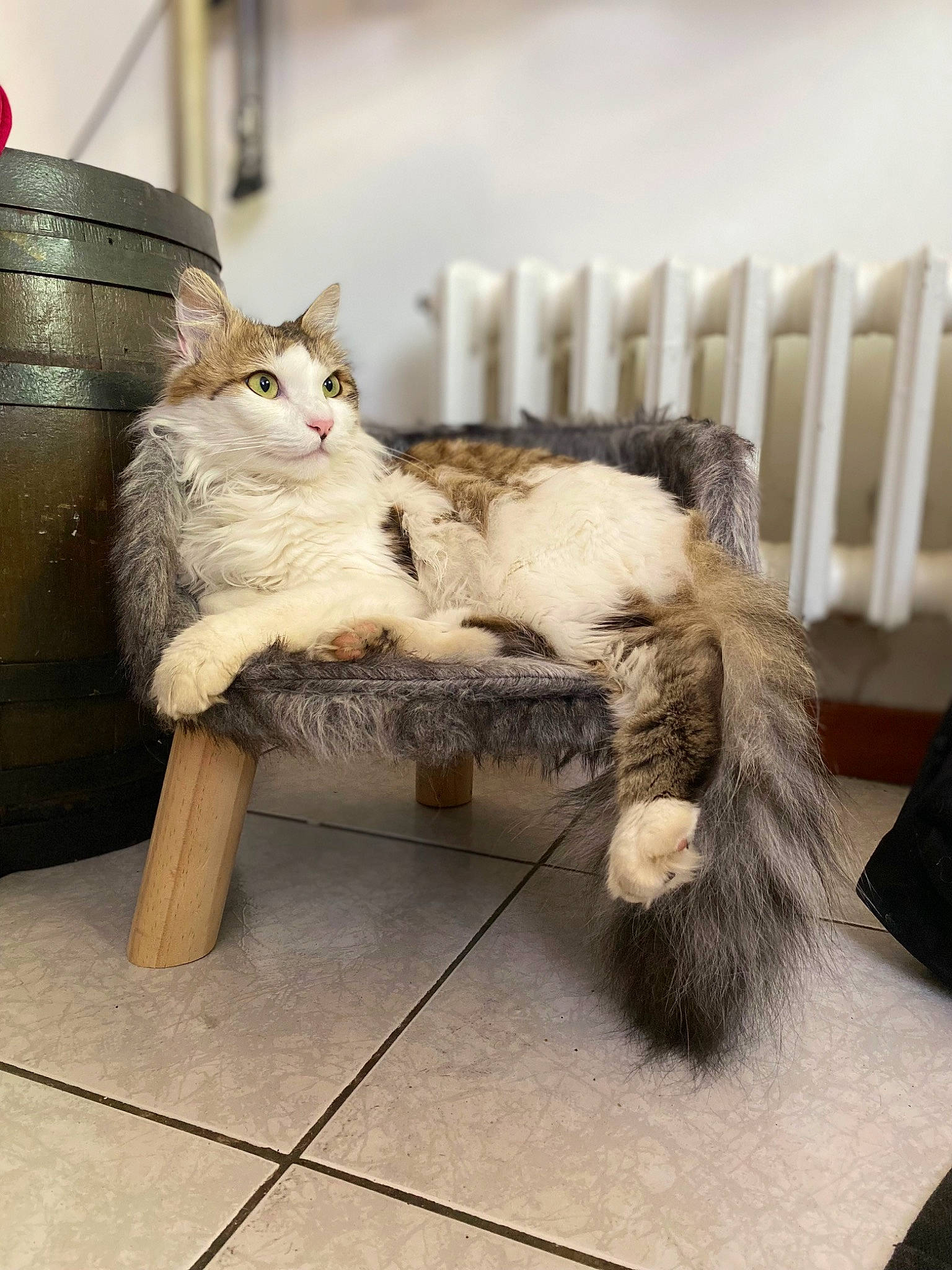 Tigrou participe au concours pour gagner de l'argent avec cette photo : carnivore, cat, chair, comfort, companion_dog, domestic_short_haired_cat, fawn, felidae, flooring, fur, grey, hardwood, sitting, small_to_medium_sized_cats, snout, table, tail, whiskers, window, wood