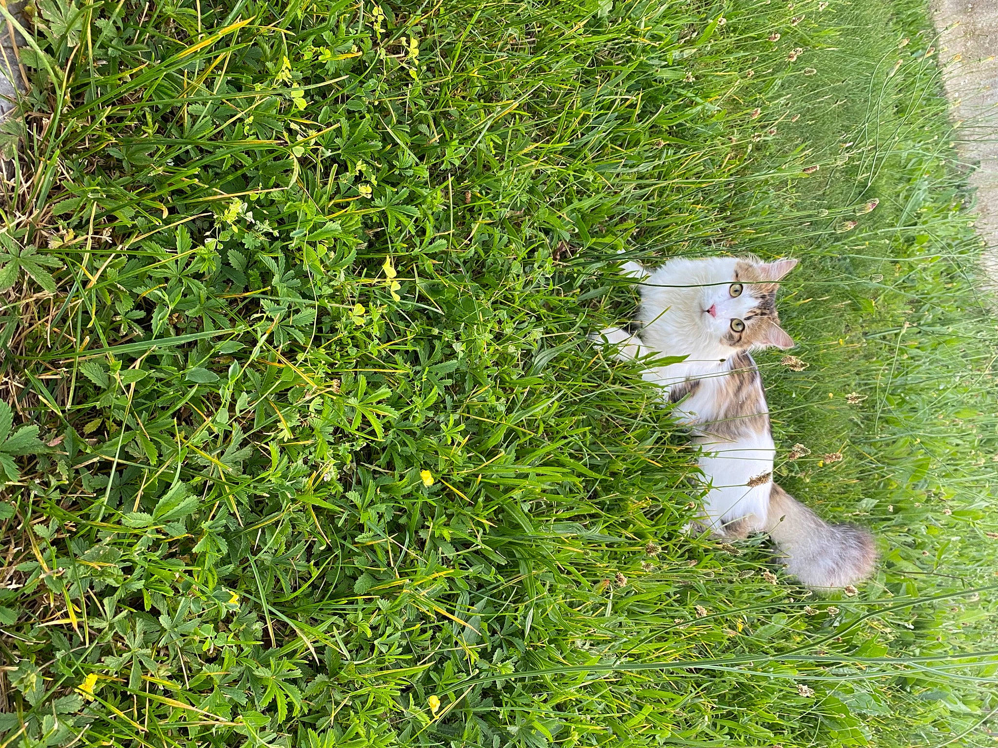 Tigrou a rejoint le concours — aidez-le/la à gagner de superbes lots ! annual_plant, flowering_plant, grass, grassland, groundcover, herb, herbaceous_plant, human_leg, pasture, people_in_nature, plant, shadow, shrub, soil, sporting_group, subshrub, tail, terrestrial_plant, vegetation