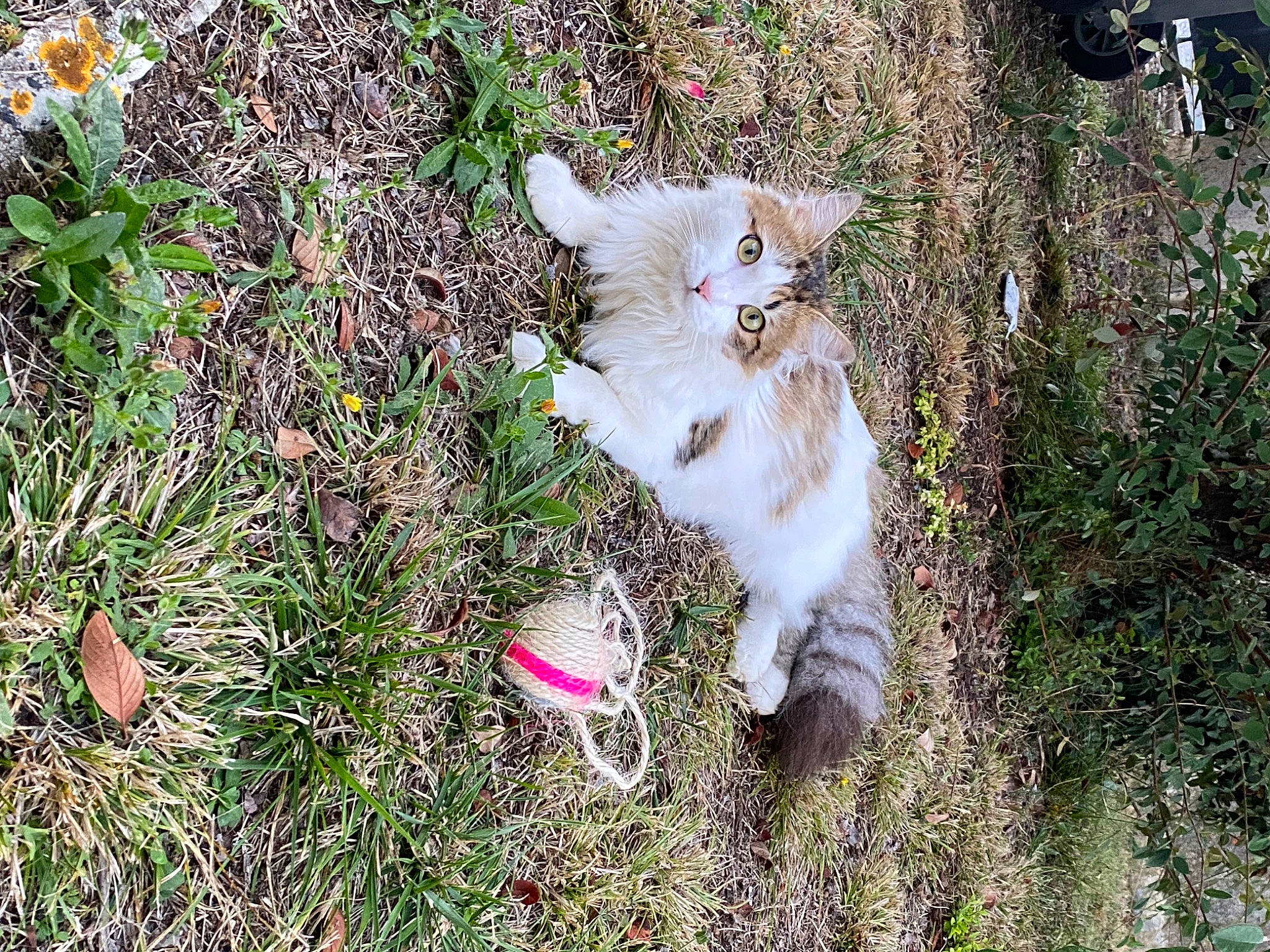 Tigrou a rejoint le concours — aidez-le/la à gagner de superbes lots ! carnivore, cat, companion_dog, dog_breed, domestic_short_haired_cat, eye, fawn, felidae, fur, grass, grass_family, groundcover, paw, plant, small_to_medium_sized_cats, soil, sporting_group, tail, terrestrial_animal, whiskers