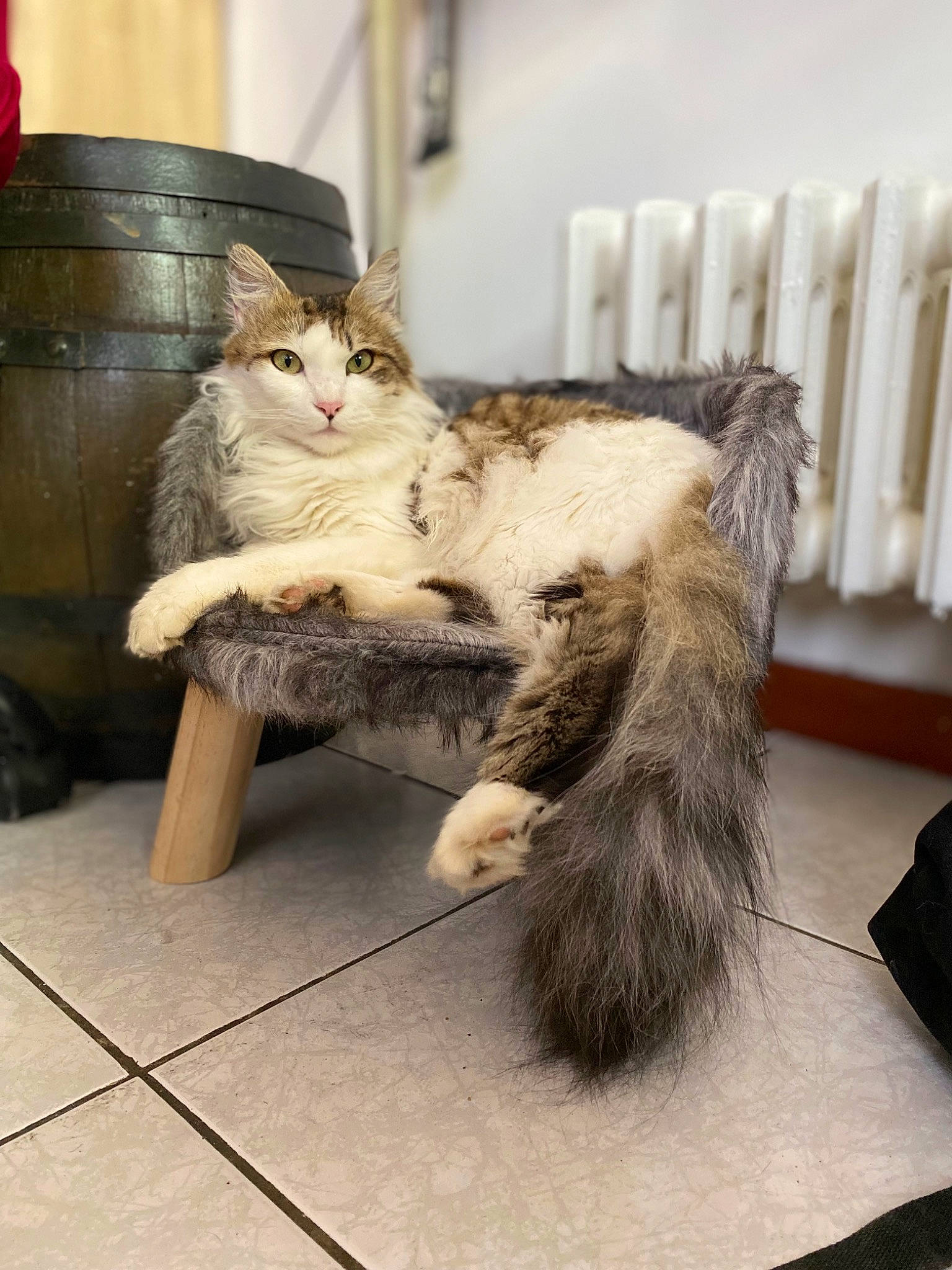 Tigrou participe au concours pour gagner de l'argent avec cette photo : carnivore, cat, claw, comfort, domestic_short_haired_cat, fawn, felidae, flooring, flowerpot, fur, metal, paw, room, sitting, small_to_medium_sized_cats, snout, tail, terrestrial_animal, whiskers, wood