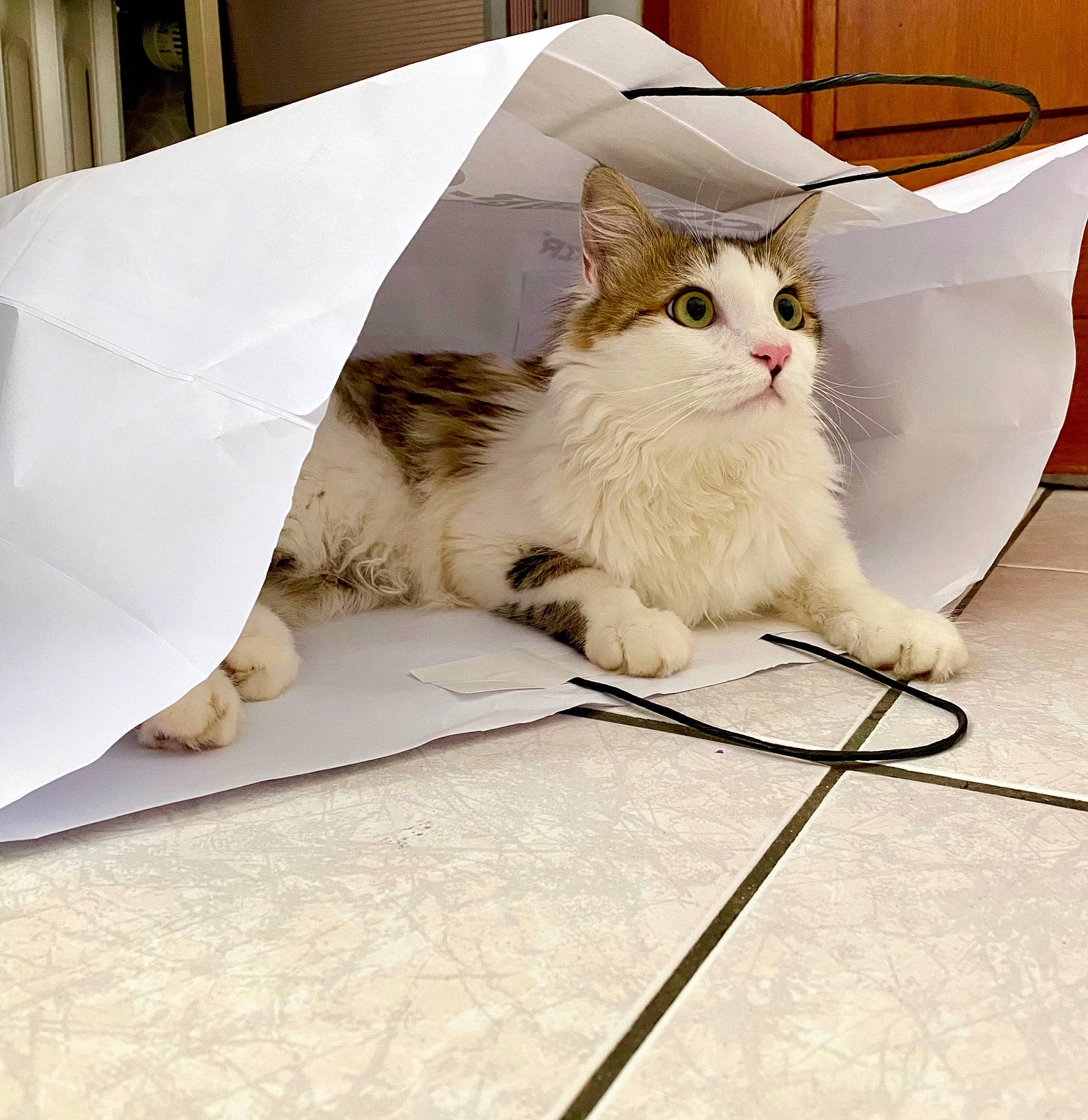 Tigrou a rejoint le concours — aidez-le/la à gagner de superbes lots ! bedding, cardboard, carnivore, cat, comfort, couch, domestic_short_haired_cat, felidae, floor, flooring, fur, grey, linens, paper_product, paw, sitting, small_to_medium_sized_cats, tail, whiskers, wood