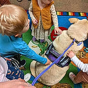 Hera Aurora is registered to the contest to win money with this photo: therapy_dog, dog, child, toddler, hand, leash, colorful_rug, indoor, footwear, vest, long_sleeve, patterned_dress, sneakers, playroom, interaction, petting, group, curiosity, adult_hand, casual_clothing