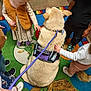 therapy_dog, dog, child, toddler, carpet, colorful, leash, vest, indoor, hand, footwear, curious, interaction, group, animal, calm, soft_lighting, floor, playroom, people