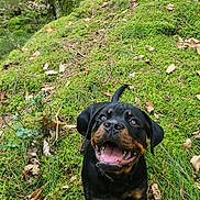 Akon a rejoint le concours — aidez-le/la à gagner de superbes lots ! animal, canine, dog, flora, forest, greenery, ground, happy, leaves, moss, nature, outdoor, pets, playful, puppy, rottweiler, smiling, trees, woodland, young