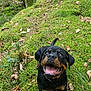 animal, canine, dog, flora, forest, greenery, ground, happy, leaves, moss, nature, outdoor, pets, playful, puppy, rottweiler, smiling, trees, woodland, young