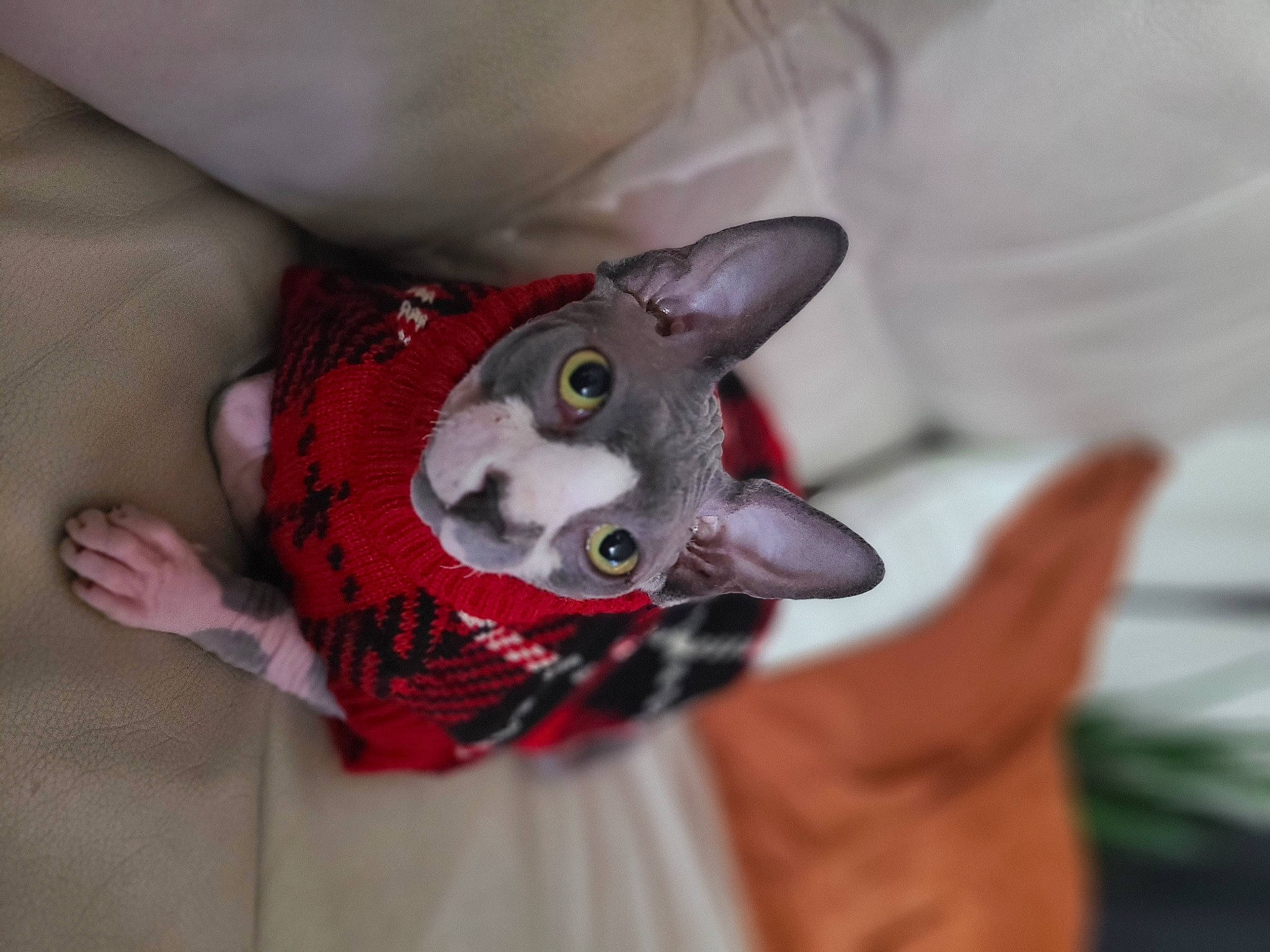 Atlas is registered to the contest to win money with this photo: carmine, carnivore, cat, comfort, domestic_short_haired_cat, ear, fawn, felidae, fur, grey, small_to_medium_sized_cats, snout, stuffed_toy, toy, whiskers