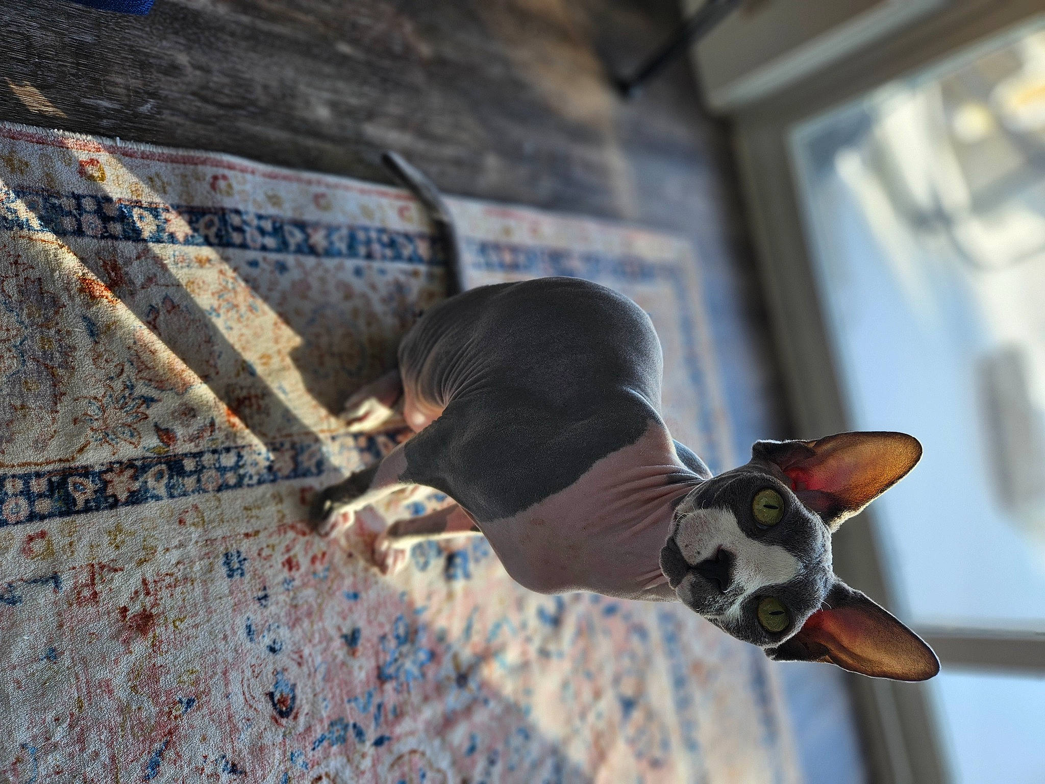 Atlas joined the competition — help win amazing prizes! art, asphalt, beak, bird, city, concrete, eyewear, feather, flooring, metal, reflection, road_surface, shadow, sky, soil, street, tail, window, wing, wood