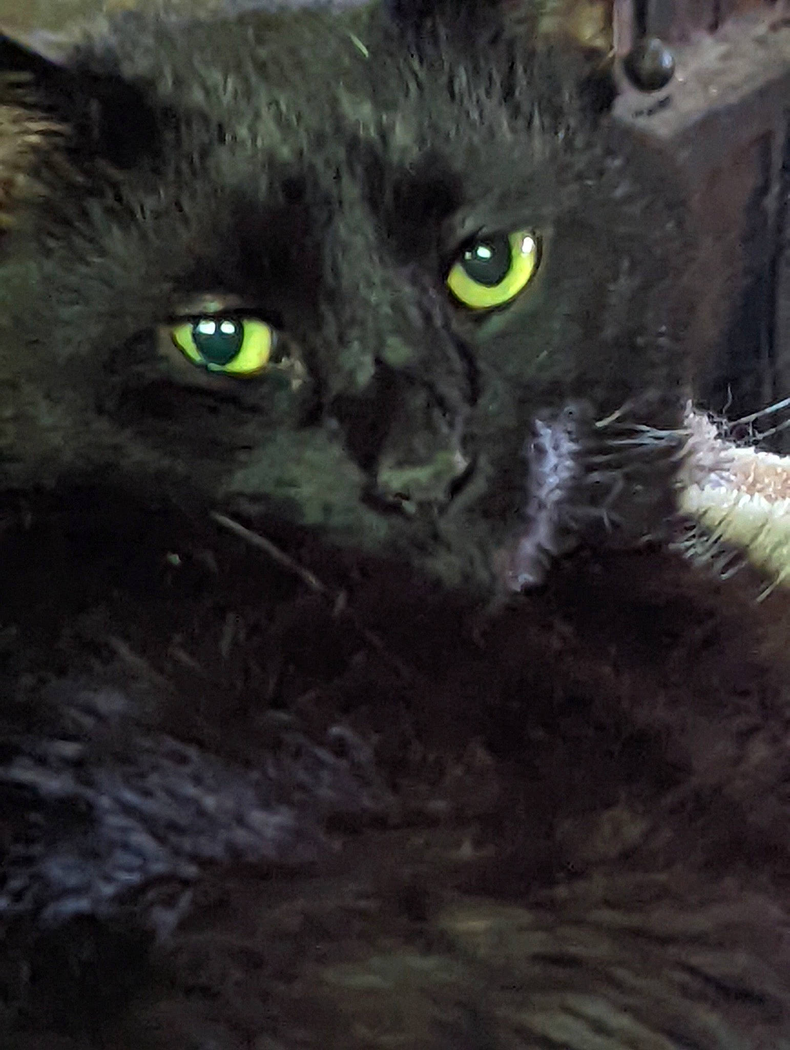 The Boy joined the competition — help win amazing prizes! black_cat, carnivore, cat, domestic_short_haired_cat, eye, felidae, fur, grass, iris, organism, small_to_medium_sized_cats, snout, terrestrial_animal, whiskers, wildlife