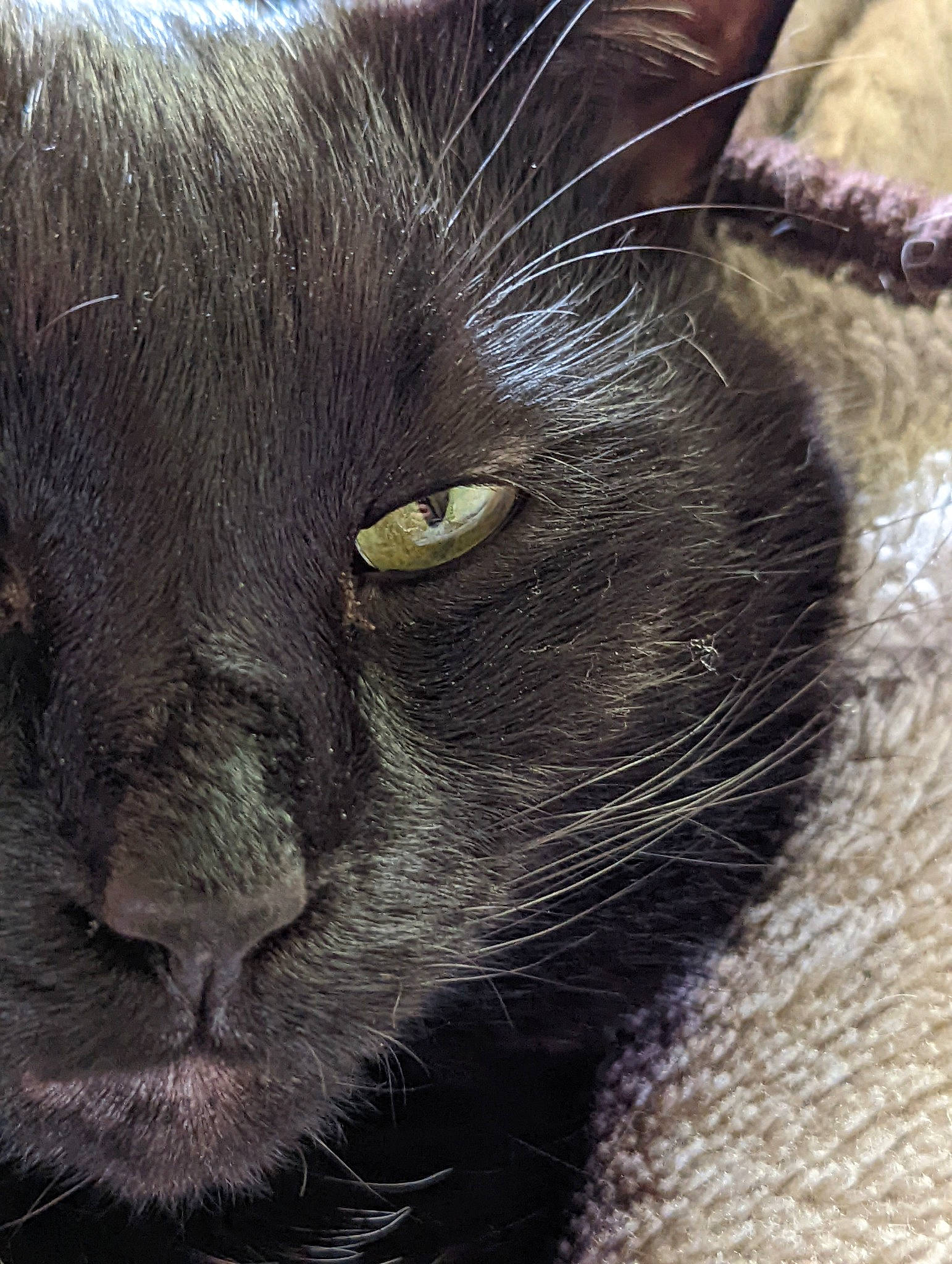 The Boy is registered to the contest to win money with this photo: black_cat, bombay, carnivore, cat, close_up, domestic_short_haired_cat, felidae, fur, havana_brown, small_to_medium_sized_cats, terrestrial_animal, whiskers, working_animal