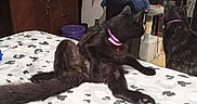 Jackyl joined the competition — help win amazing prizes! animal, bed, bedroom, bedspread, black_cat, cat, cats, fur, furniture, home_decor, houseplant, indoors, long_tail, lying_down, mirror, patterned_fabric, pet, pink_collar, sitting, stretching